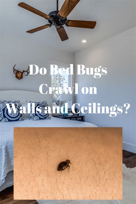 Do Bed Bugs Crawl On Ceiling