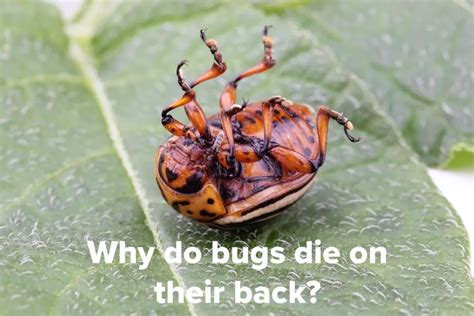 Do Bed Bugs Die On Their Backs