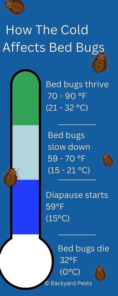 Do Bed Bugs Die When It's Cold