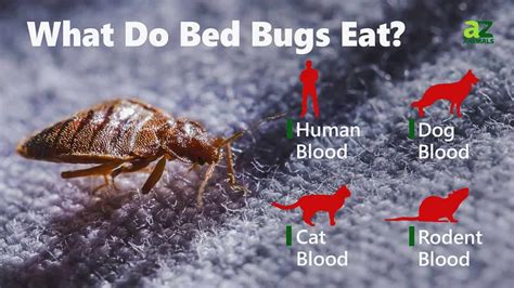 Do Bed Bugs Eat Blankets