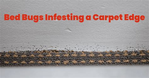 Do Bed Bugs Eat Carpet