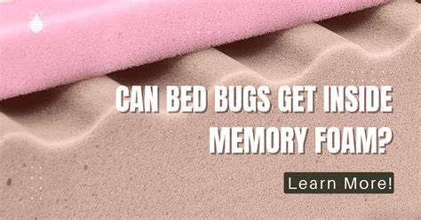 Do Bed Bugs Eat Foam