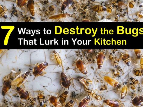 Do Bed Bugs Get In Kitchen Cabinets