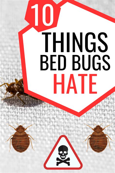 Do Bed Bugs Hate Heat