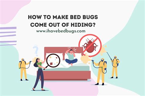 Do Bed Bugs Hide In Shoe Boxes