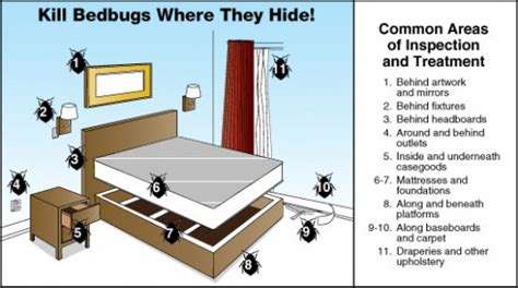 Do Bed Bugs Hide Together