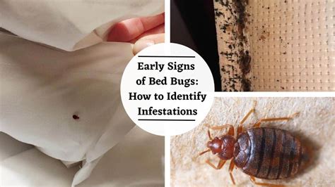 Do Bed Bugs Leave Dark Spots