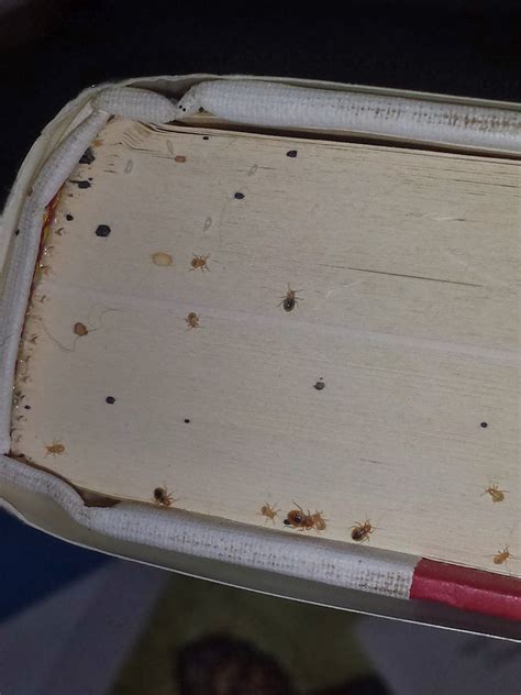 Do Bed Bugs Like Books
