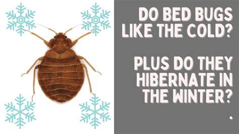 Discover 9 Insights do bed bugs like the cold Survival Secrets Exposed