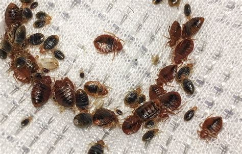 Do Bed Bugs Live In Colonies