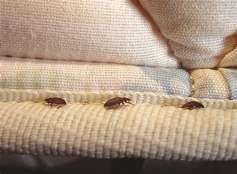 Do Bed Bugs Live In Comforters