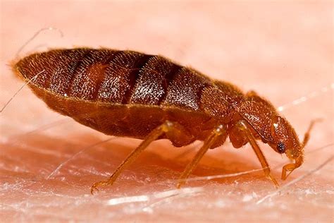 Do Bed Bugs Live Outside