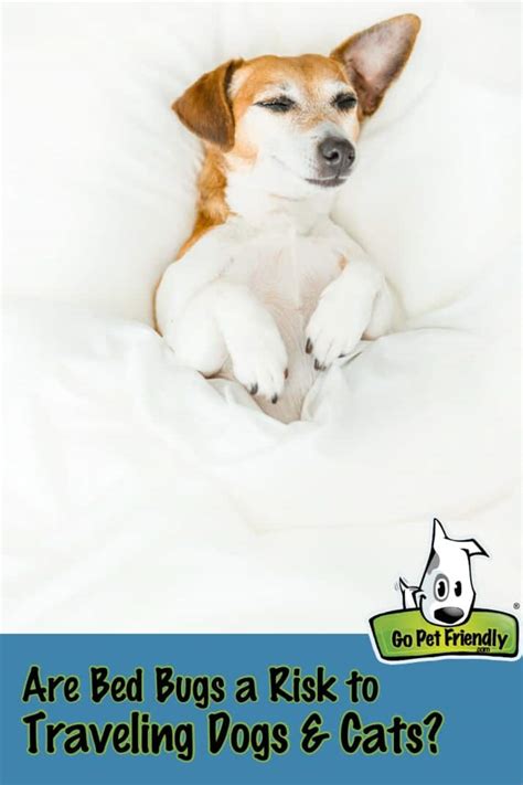 Do Bed Bugs Stick To Pets