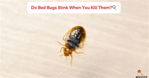 Do Bed Bugs Stink When Smashed
