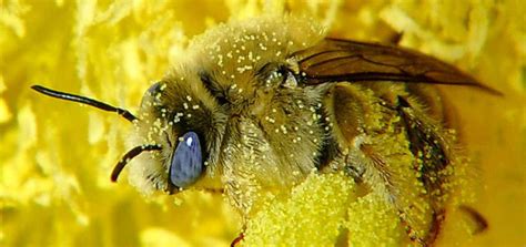 Do Bees Collect Pine Pollen
