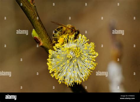 Do Bees Collect Pollen From Trees