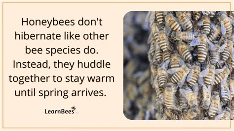 9 Things do bees hibernate Pest Control Guide