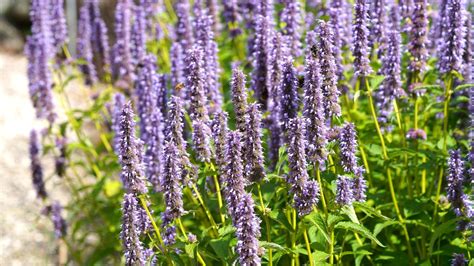 Do Bees Like Agastache
