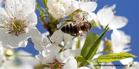 Do Bees Like Blossom Trees