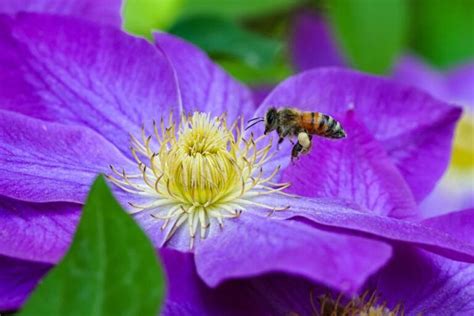 Do Bees Like Clematis Flowers