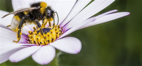 Do Bees Like Garlic Flowers