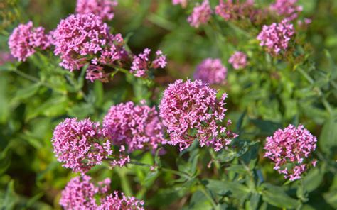 Do Bees Like Valerian