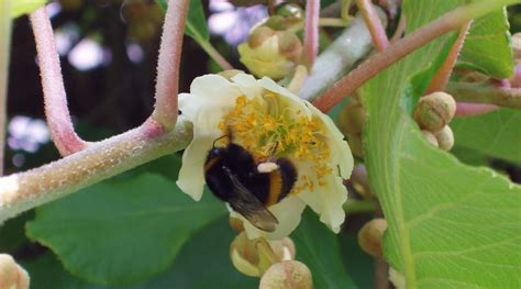 Do Bees Pollinate Kiwi