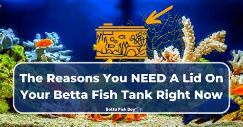 Do Betta Fish Need A Lid
