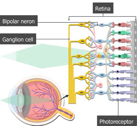 Do Bipolar Cells Fire Action Potentials