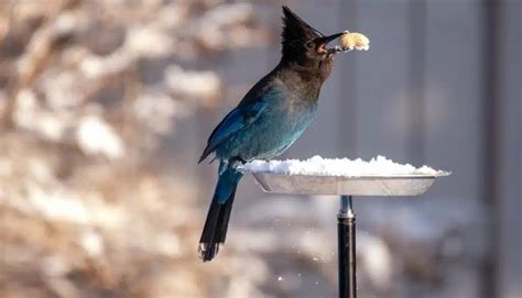 do birds eat maggots