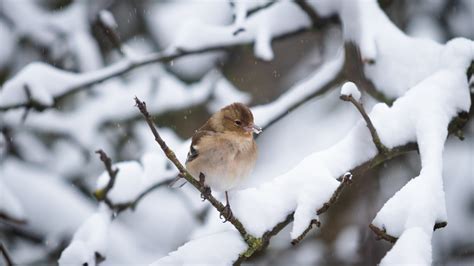 Do Birds Sleep Through Winter? The Truth About Hibernating Birds