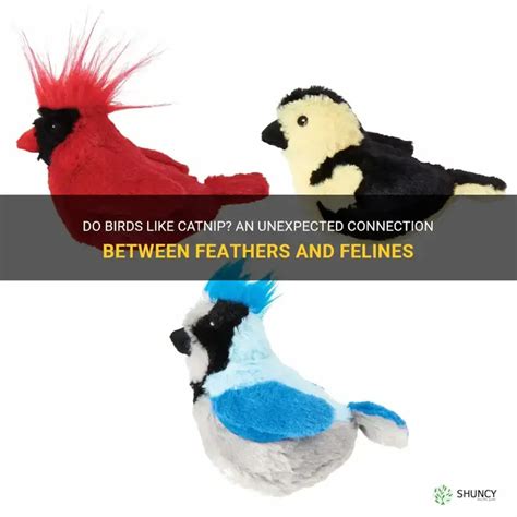 Do Birds Like Catnip
