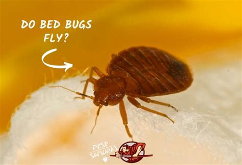 Do Black Bed Bugs Fly
