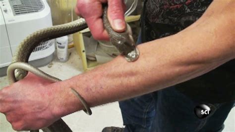 Do Black Snakes Bite