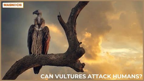 Do Black Vultures Attack Humans