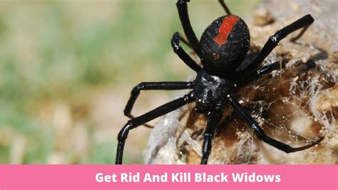 Do Black Widows Kill You? The Deadly Truth About Their Bites