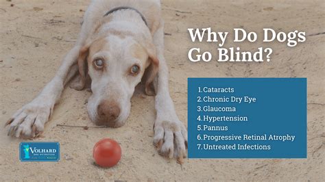 Do Blind Dogs Suffer