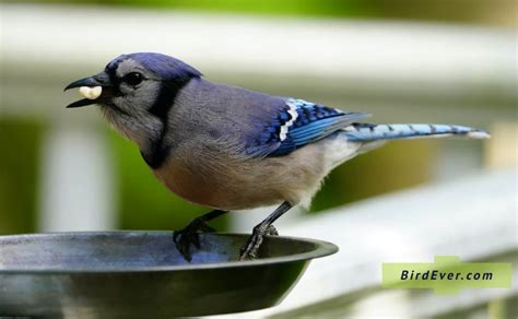 do blue jays eat birds eggs