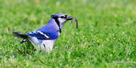 do blue jays eat bugs