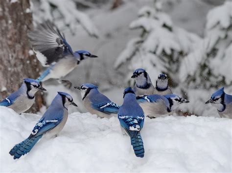do blue jays fly south in the winter