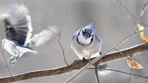 do blue jays migrate south for the winter