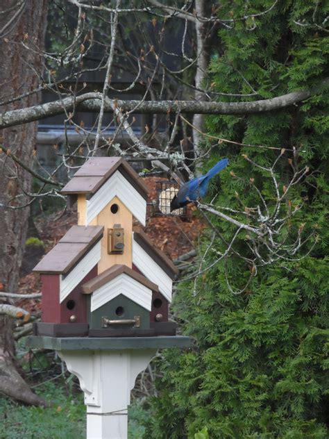 do blue jays use birdhouses