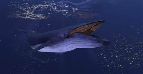 do blue whales have predators