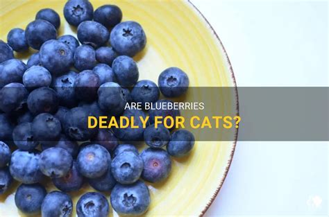 Do Blueberries Kill Cats