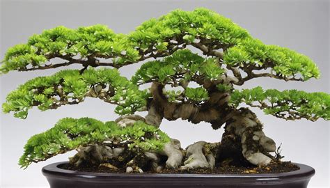 Do Bonsai Trees Attract Bugs