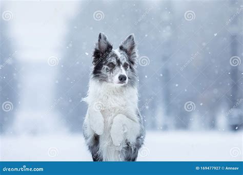 Do Border Collies Like Cold Weather