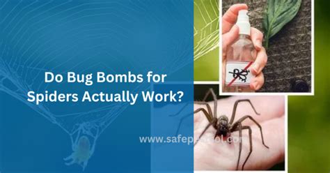 Do Bug Bombs Kill Hobo Spiders