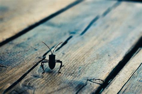 Do Bugs Live Inside Wood