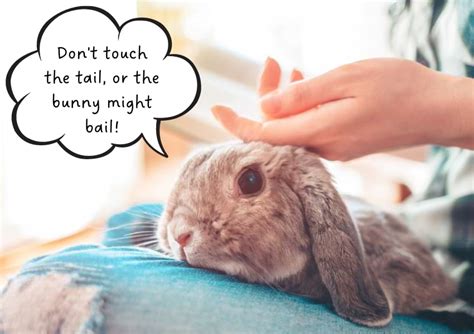 Do Bunnies Like Whistling