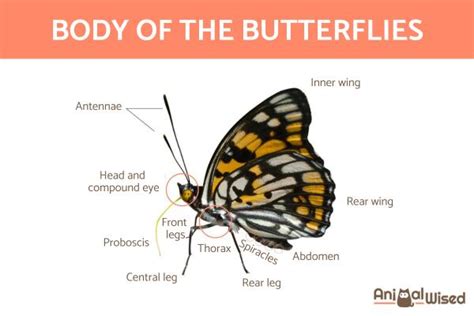do butterflies have a backbone